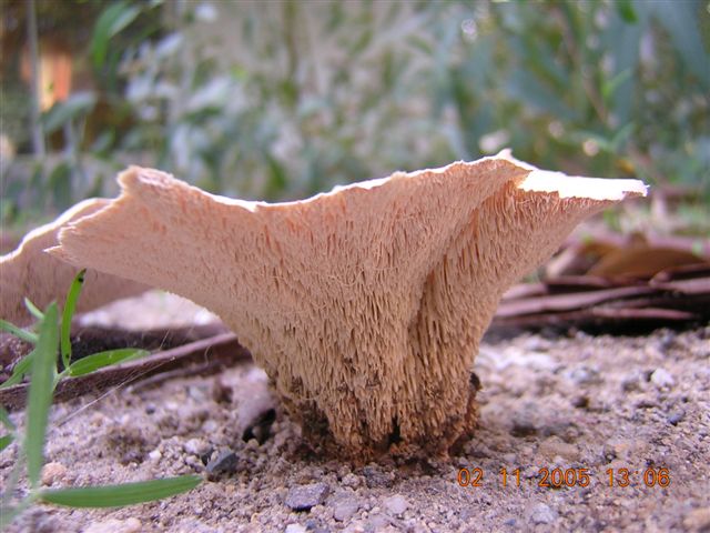 Abortiporus biennis
